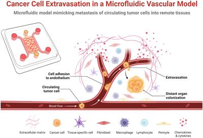 Microfluidic vascular models of tumor cell extravasation